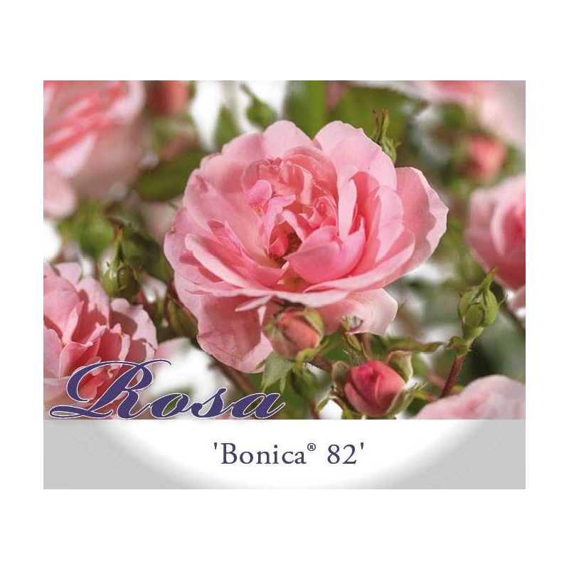 Rosa Bonica 82 op stam