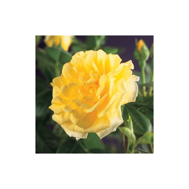 Rosa Golden Climber