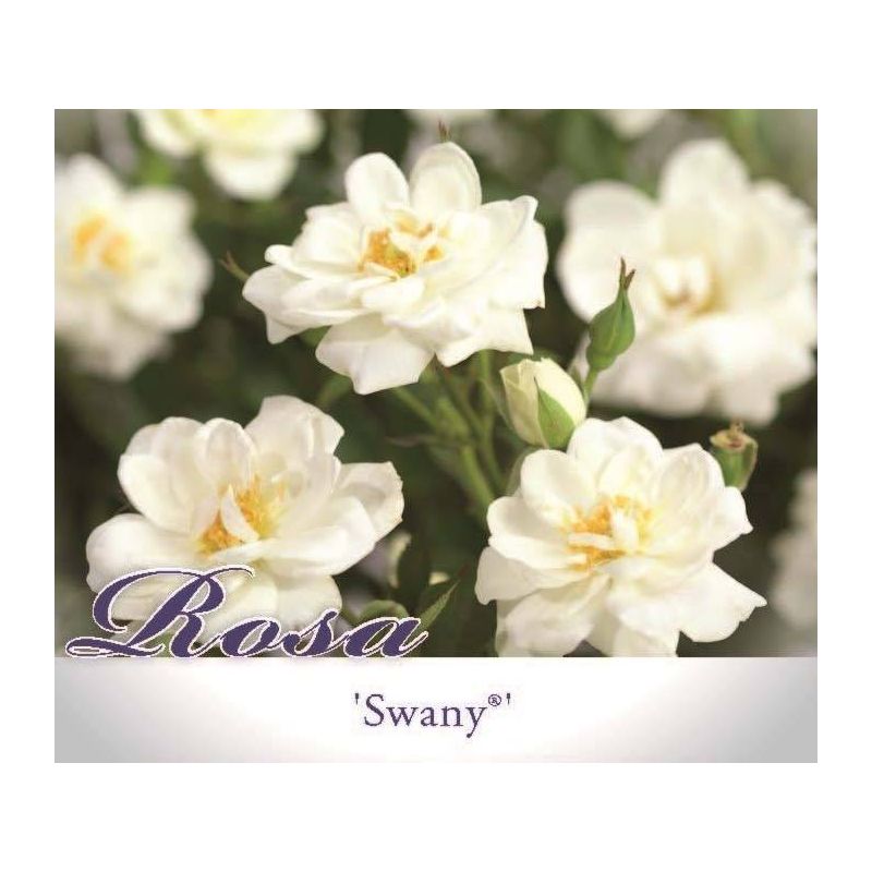 Rosa Swany - 6 stuks