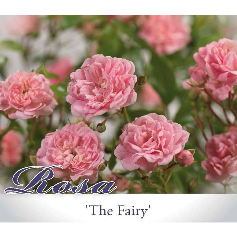 Rosa The Fairy - 6 stuks