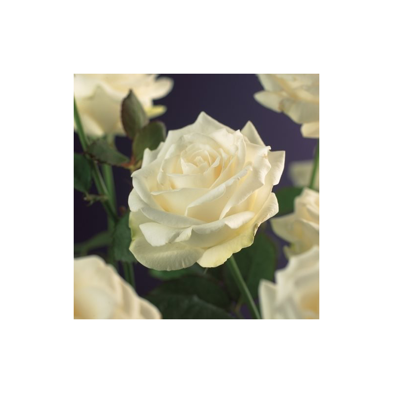 Rosa White Climber