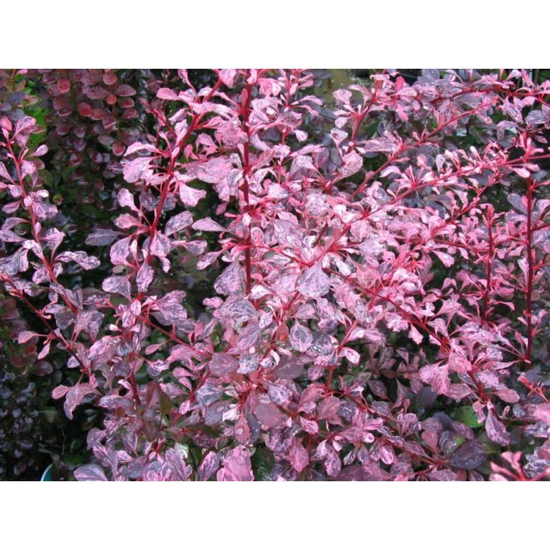 Berberis Rose Glow