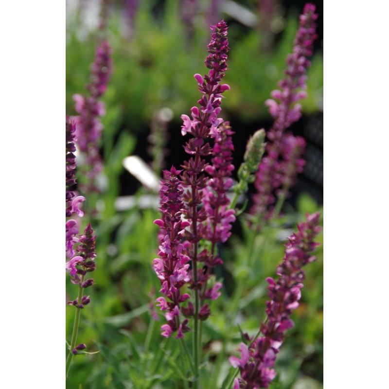 Salvia Rose Queen - 6 stuks