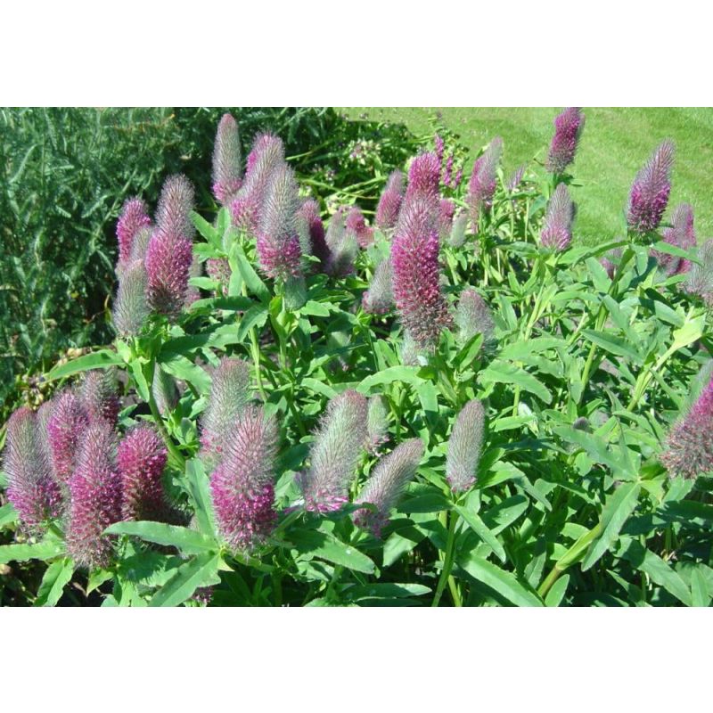 Trifolium rubens - 6 stuks