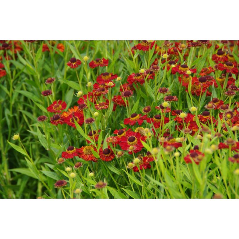 Helenium Rubinzwerg - 6 stuks