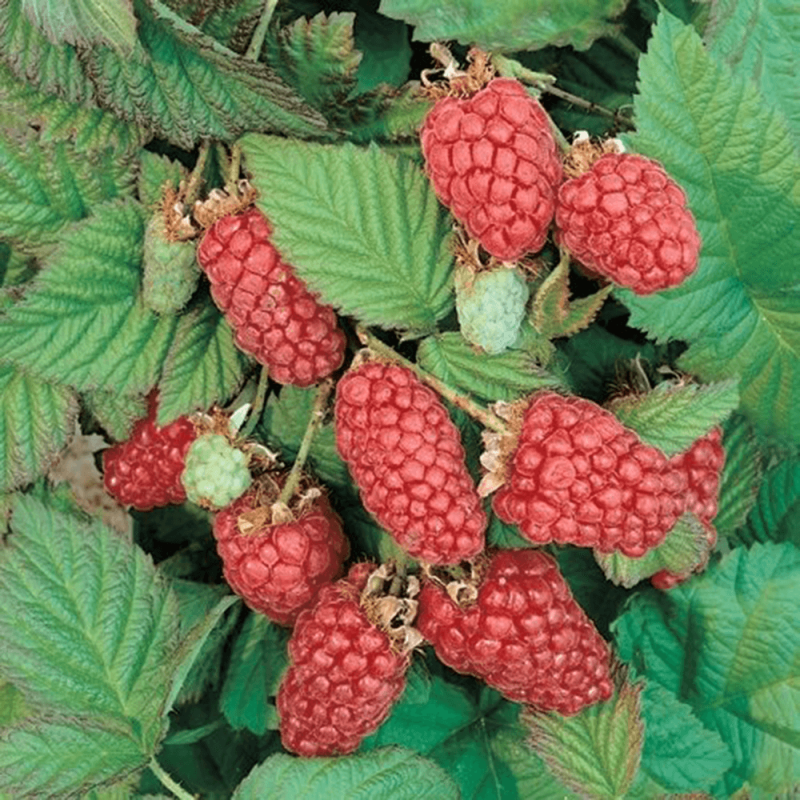 Rubus Loganberry