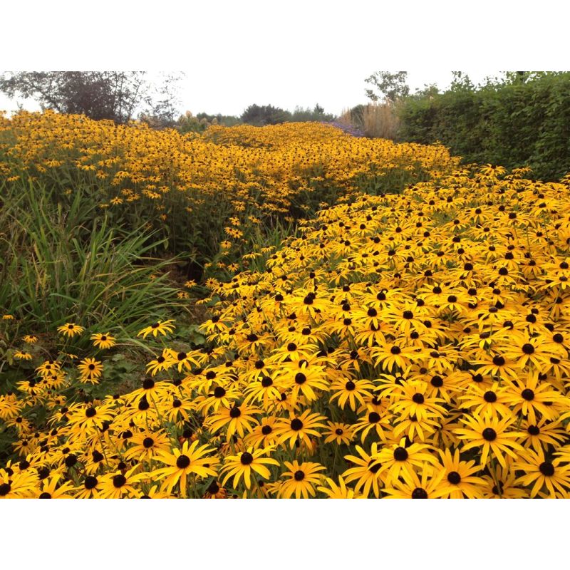 Rudbeckia Goldsturm - 6 stuks