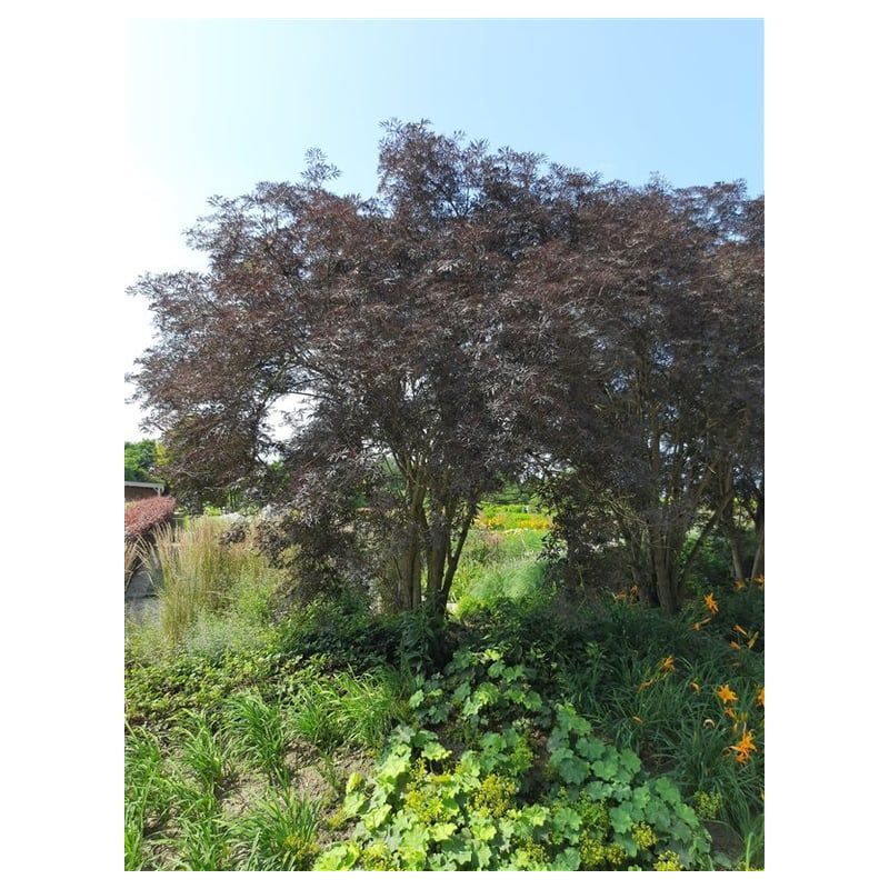 Sambucus Black Lace