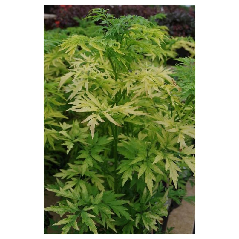 Sambucus Golden Tower