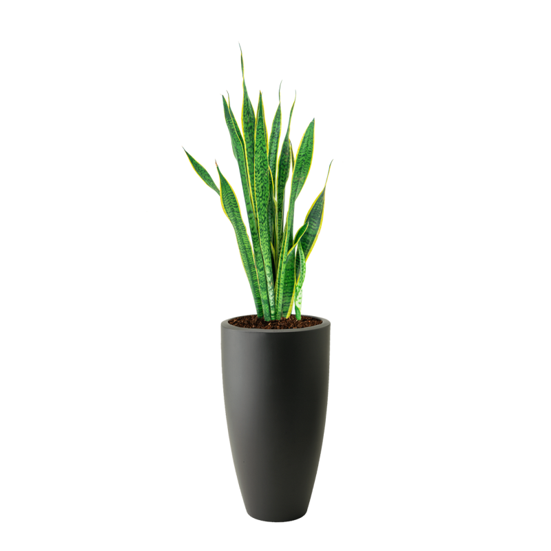 Sansevieria Laurentii in Pure Soft antraciet