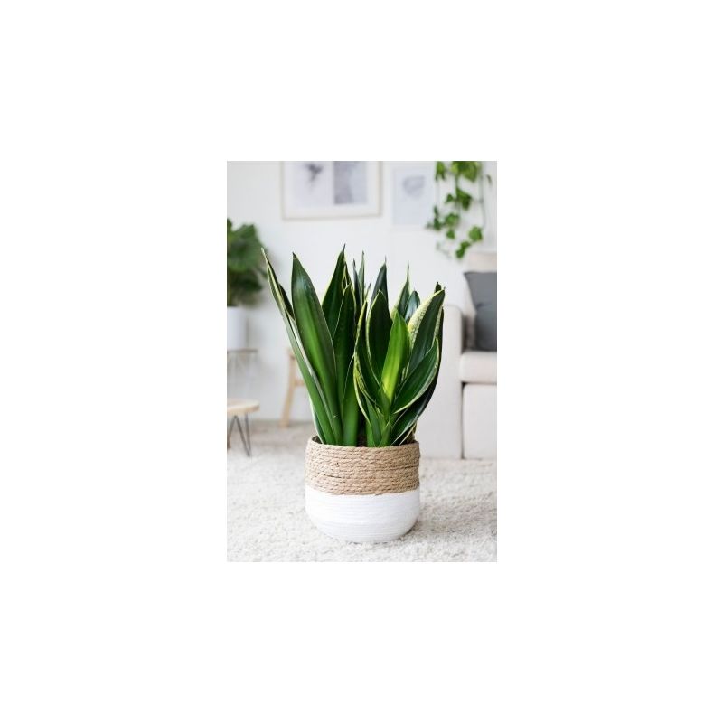 Sansevieria Black Diamond