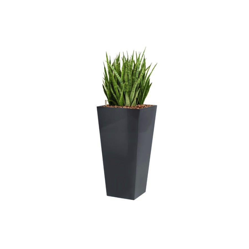 Sansevieria Kirkii hydrocultuur in Runner vierkant antraciet