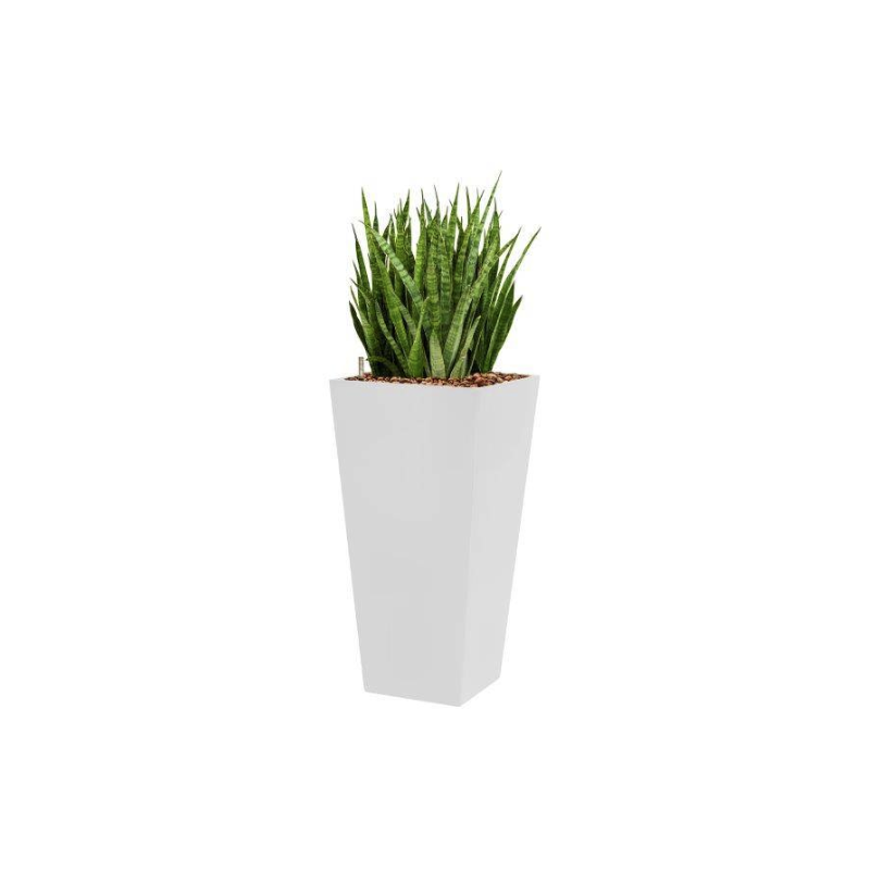 Sansevieria Kirkii hydrocultuur in Runner vierkant wit