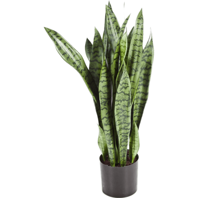 Sansevieria Zeylanica - kunstplant