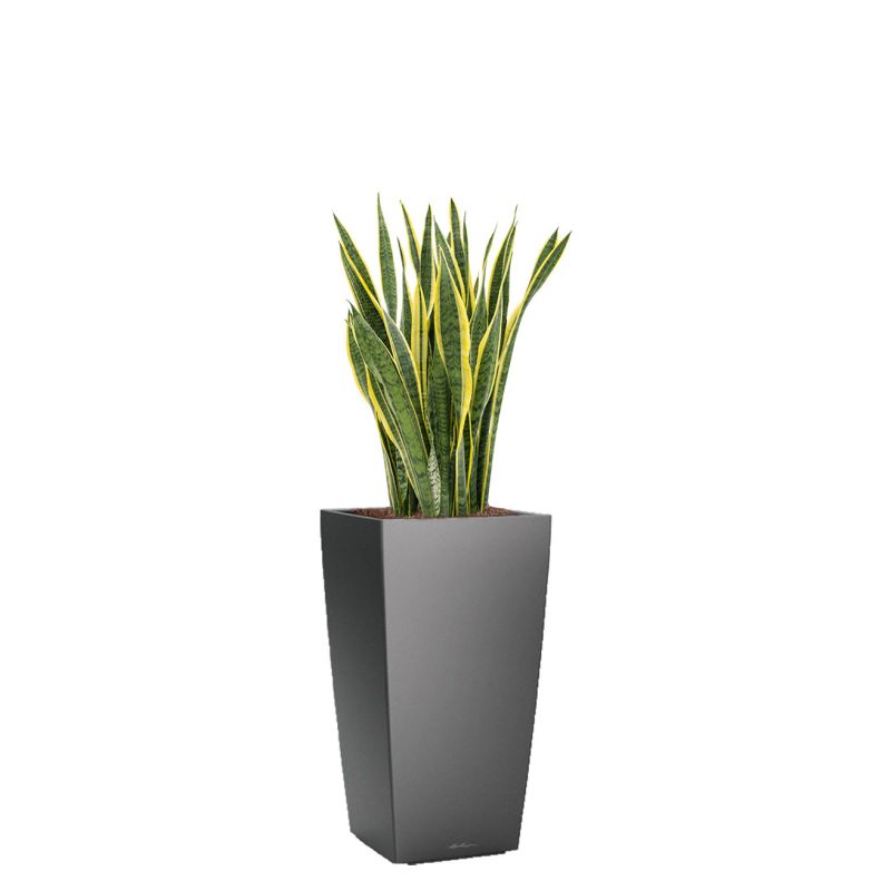 Sansevieria Laurentii in watergevende Cubico antraciet