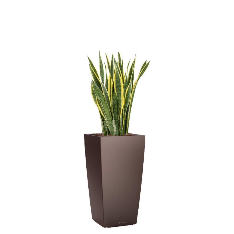 Sansevieria Laurentii in watergevende Cubico bruin