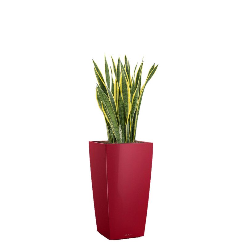 Sansevieria Laurentii in watergevende Cubico rood