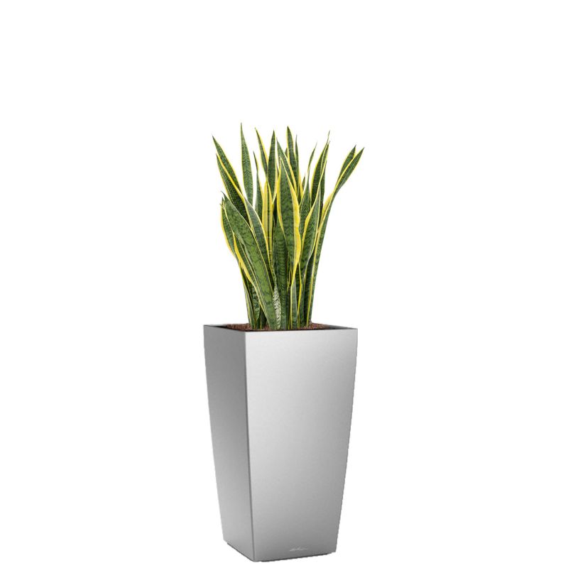 Sansevieria Laurentii in watergevende Cubico zilver