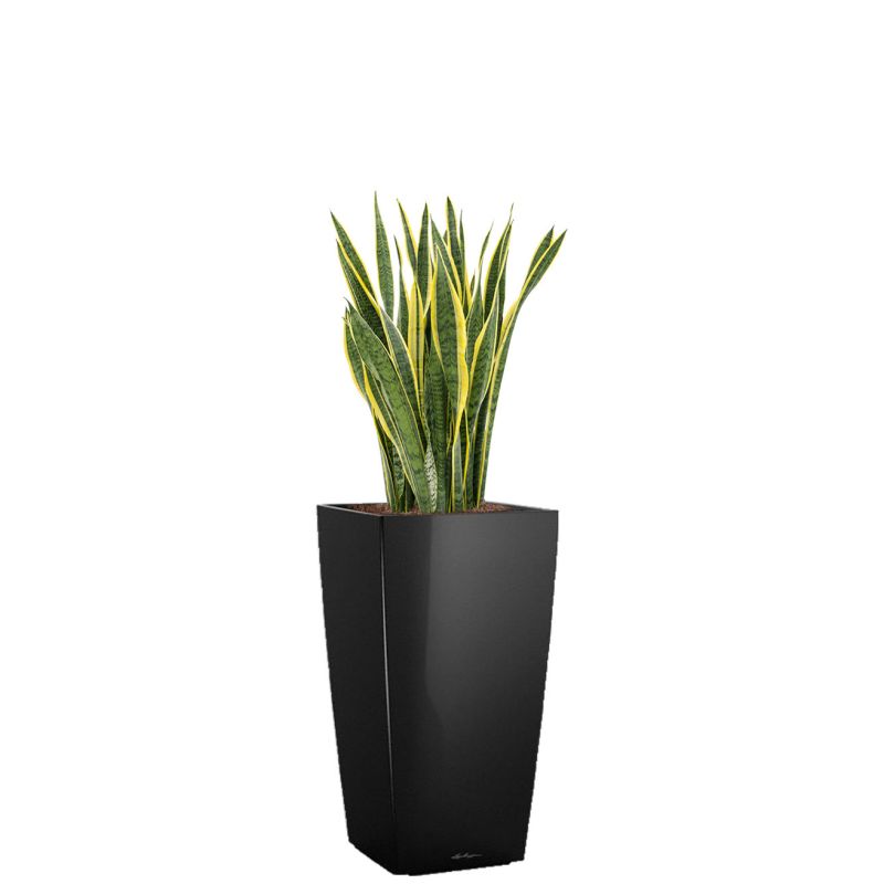 Sansevieria Laurentii in watergevende Cubico zwart