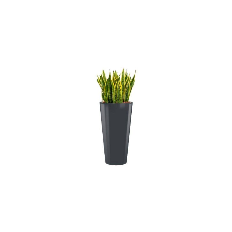 Sansevieria Laurentii hydrocultuur in Runner rond antraciet