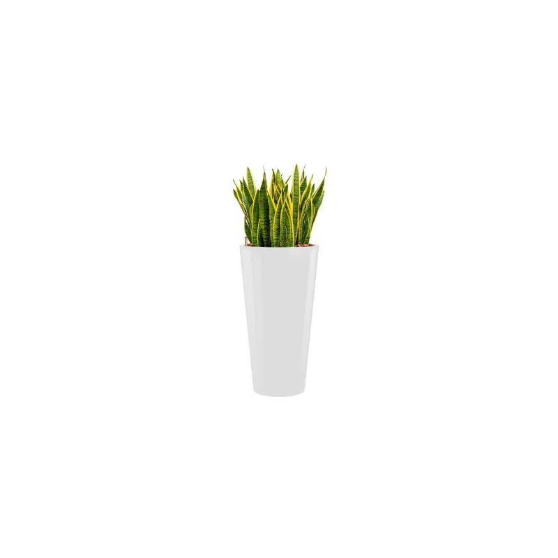 Sansevieria Laurentii hydrocultuur in Runner rond wit