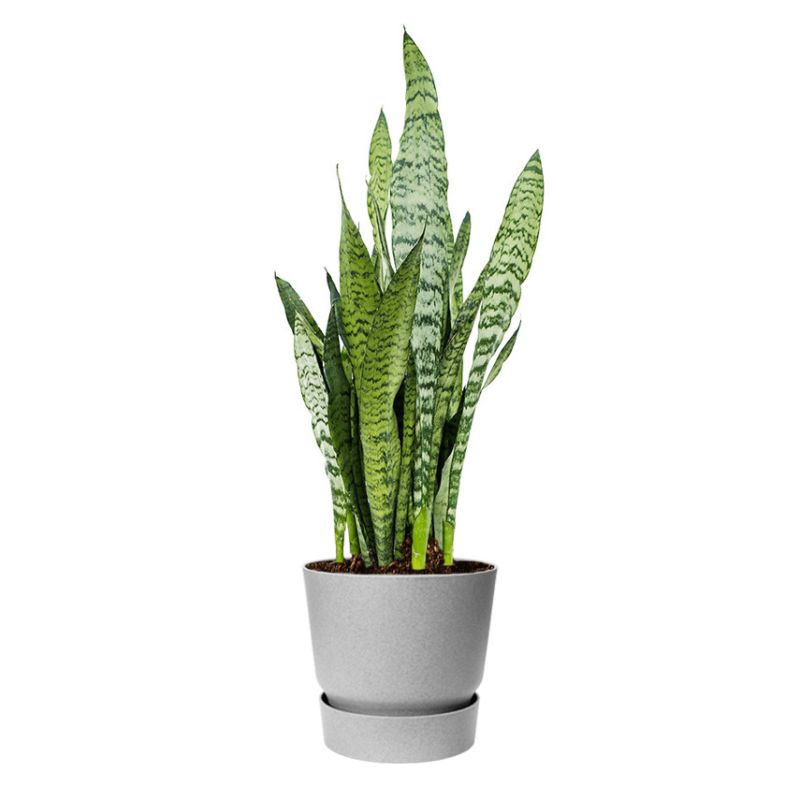 Sansevieria Zeylanica in Greenville grijs