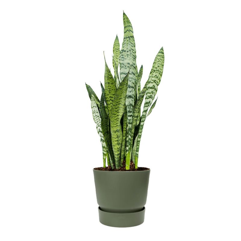 Sansevieria Zeylanica in Greenville groen