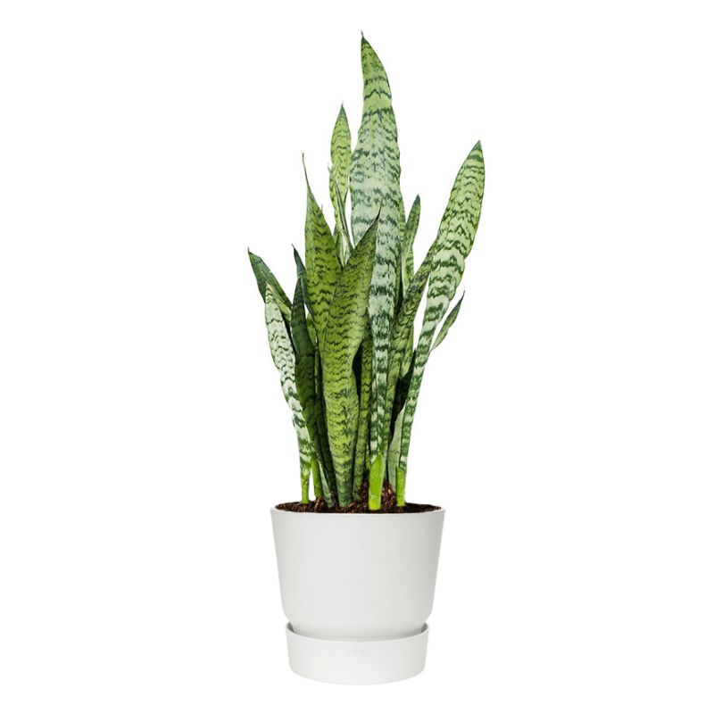 Sansevieria Zeylanica in Greenville wit