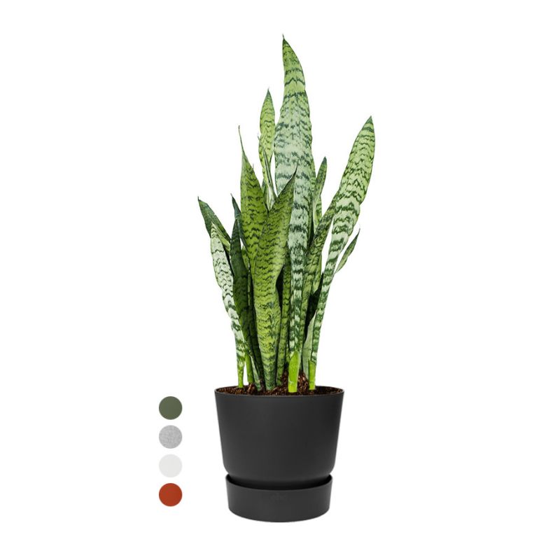 Sansevieria Zeylanica in Greenville zwart