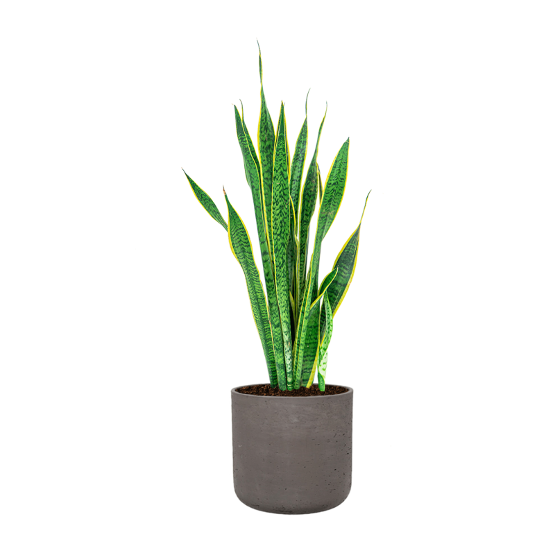 Sansevieria Laurentii in Rugged Charlie chocolate