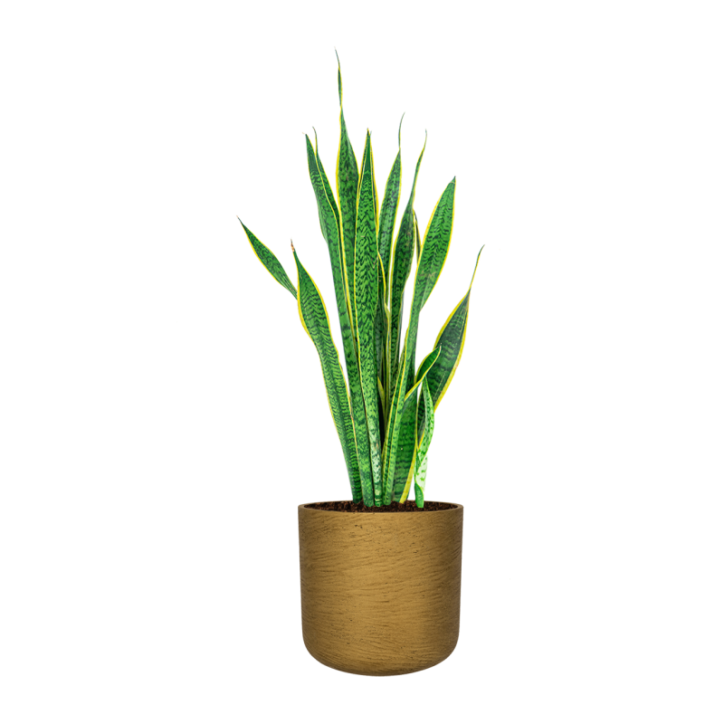 Sansevieria Laurentii in Rugged Charlie goud