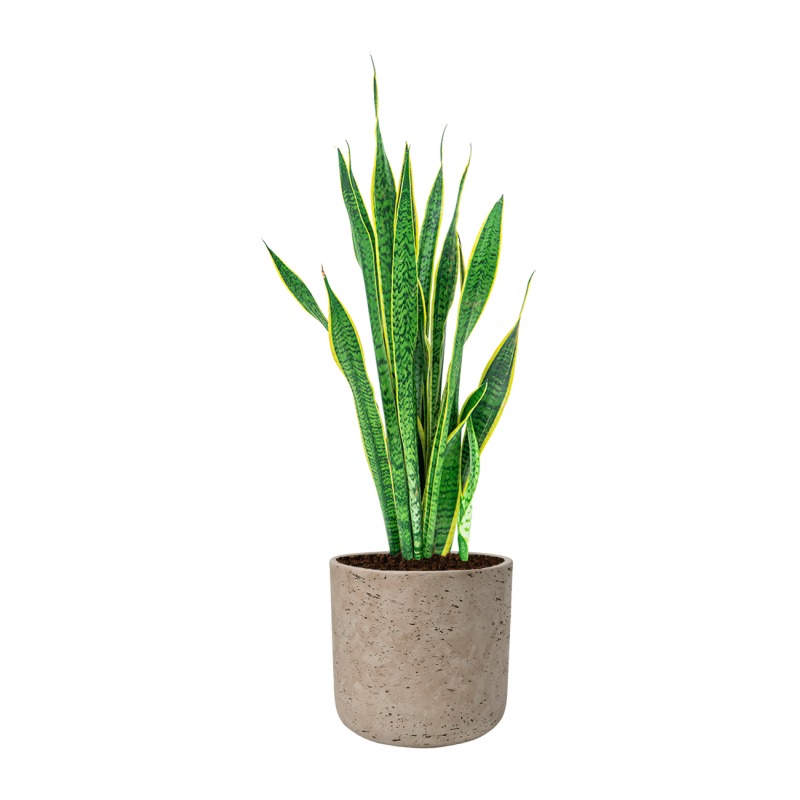 Sansevieria Laurentii in Rugged Charlie grijs