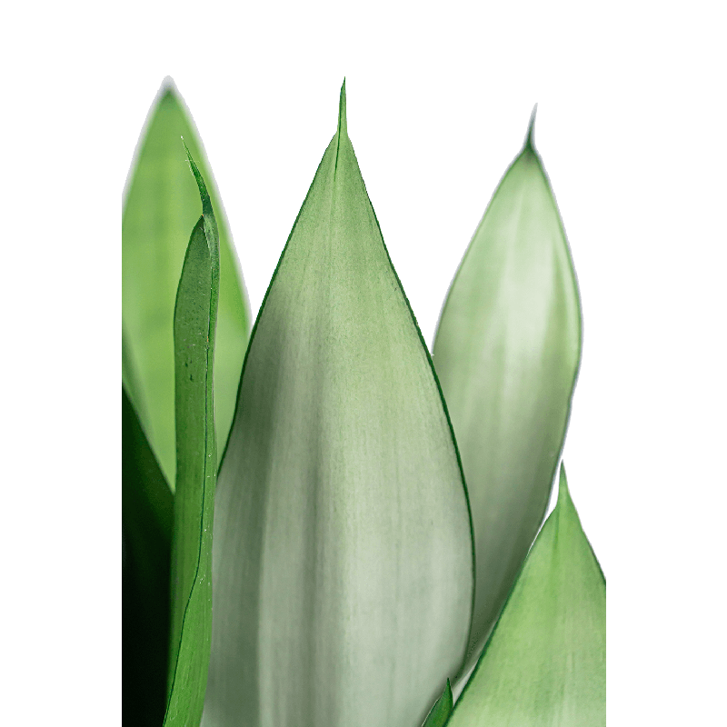 Sansevieria Moonshine