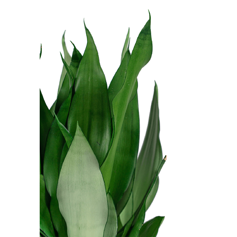 Sansevieria Moonshine