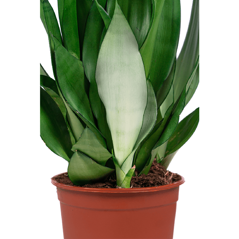 Sansevieria Masiona Moonshine