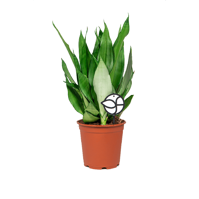 Sansevieria Masiona Moonshine