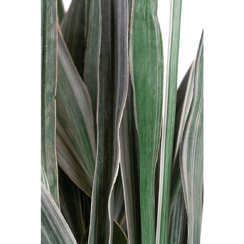 Sansevieria Metallica 