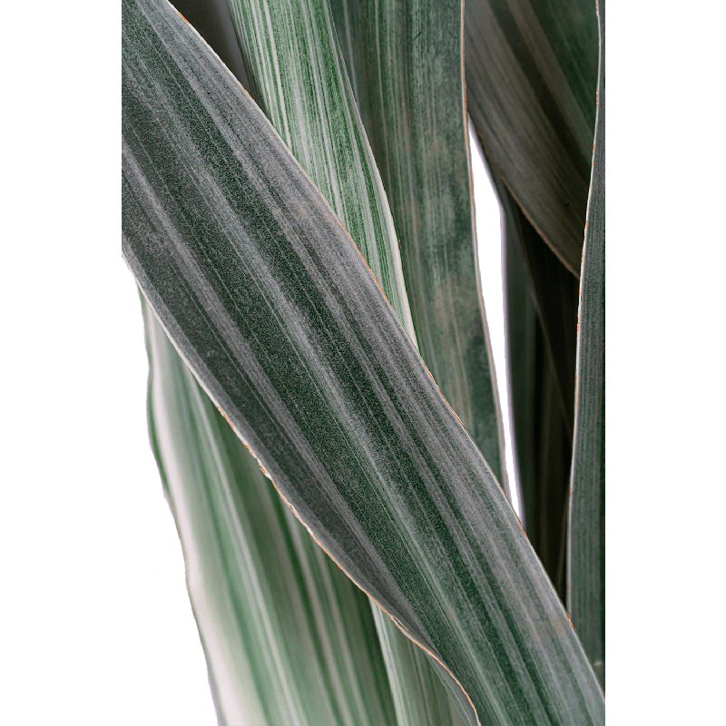 Sansevieria Metallica 