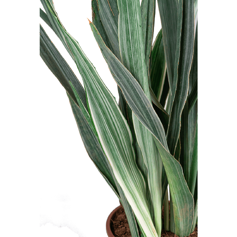 Sansevieria Metallica 