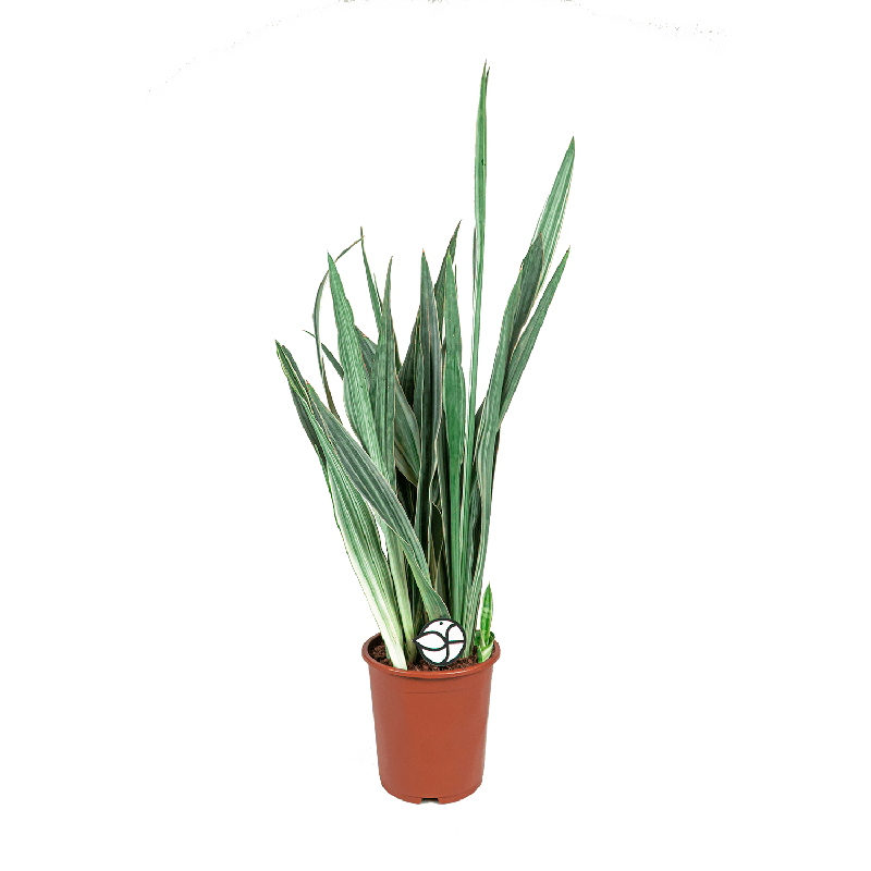 Sansevieria Metallica 