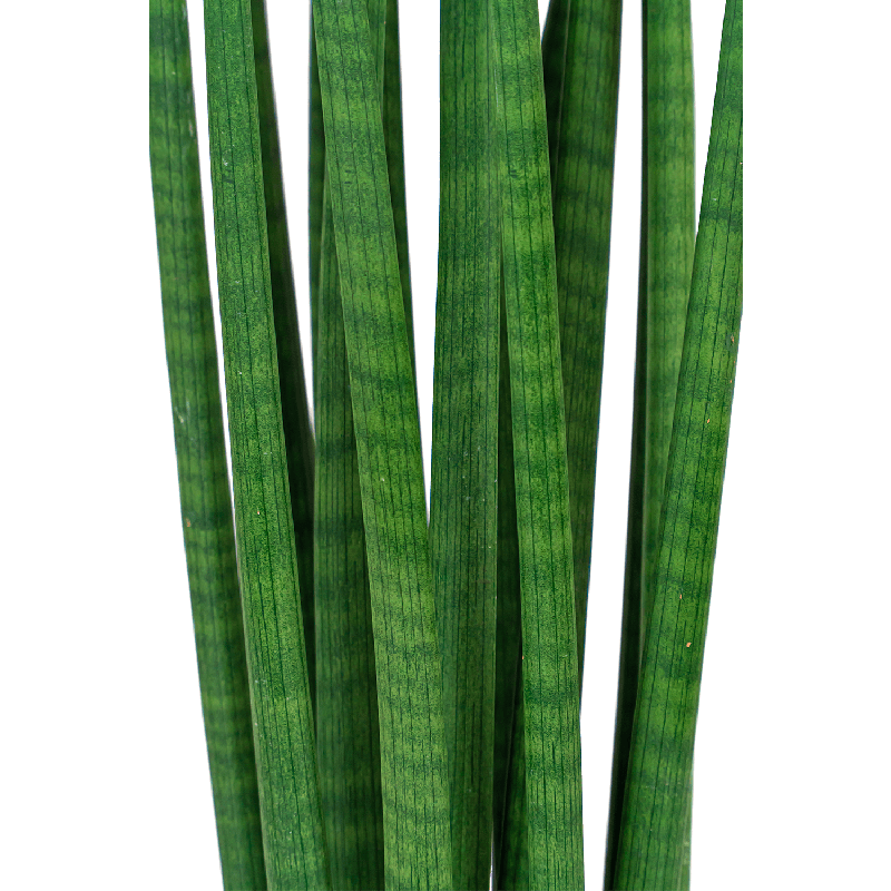 Sansevieria Cylindrica Spikes