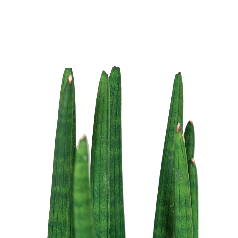 Sansevieria Cylindrica Spikes