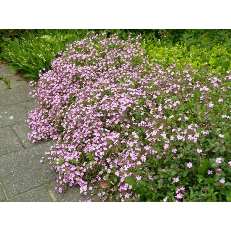 Saponaria ocymoides - 6 stuks