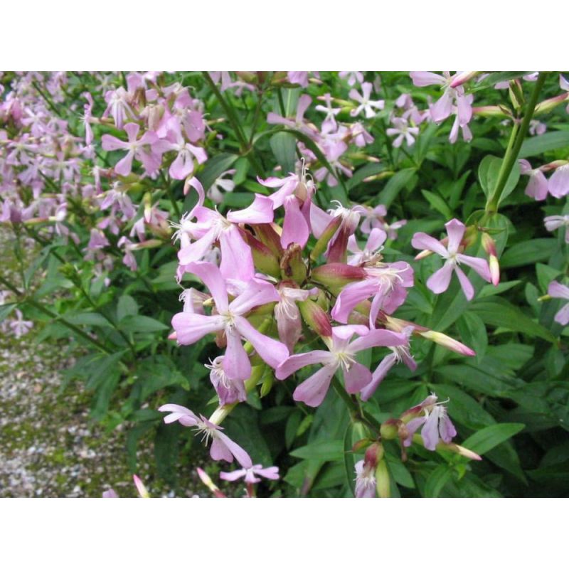 Saponaria officinalis - 6 stuks