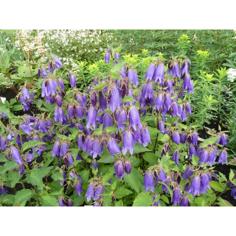 Campanula Sarastro - 6 stuks