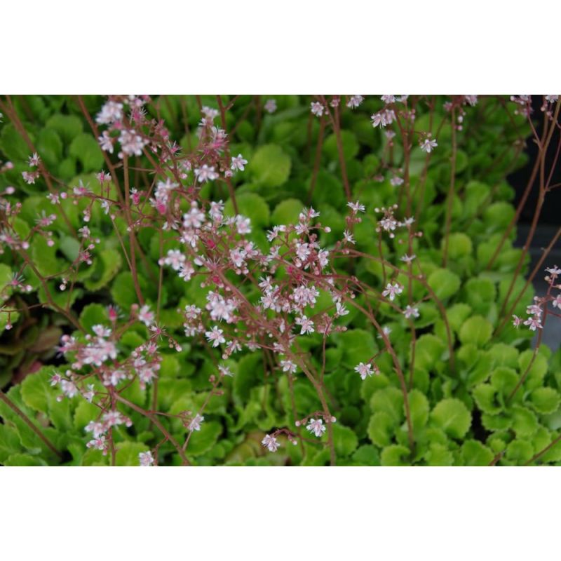 Saxifraga urbium - 6 stuks