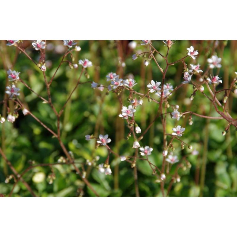 Saxifraga Variegata - 6 stuks