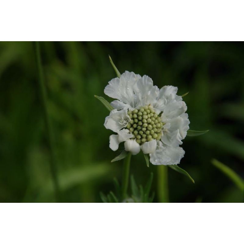 Scabiosa Alba - 6 stuks