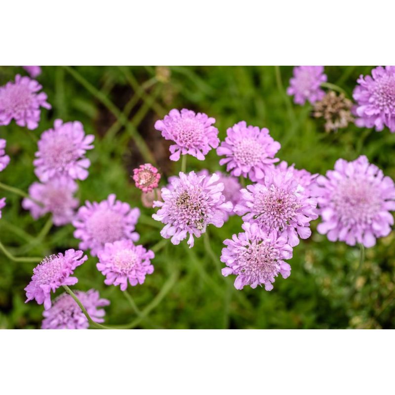 Scabiosa Butterfly Blue - 6 stuks