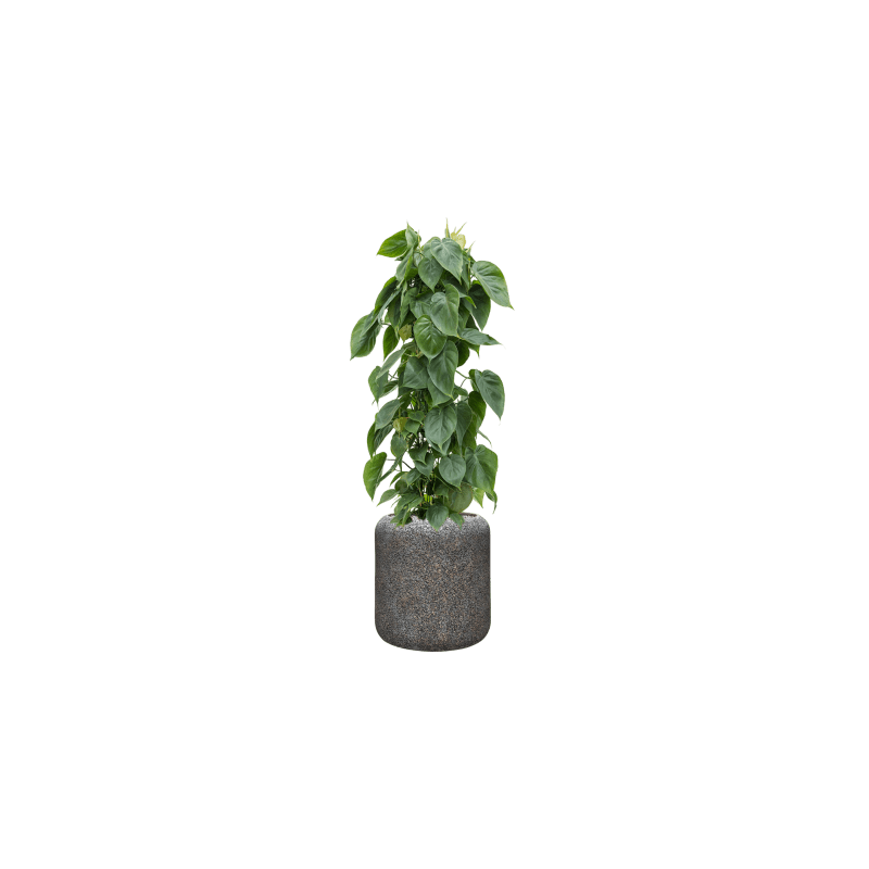 Philodendron Scandens draadzuil